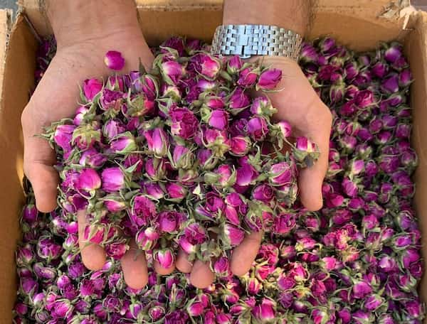 تصویر 4 از غنچه لاله زار خشک کوچک و ظریف برای تزئین